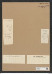 Diatomeae indet. Zeichnungen Sammlung Grunow Nr. 6835 (NHMW-BOT-W0375688)